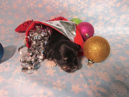 havanese-puppies